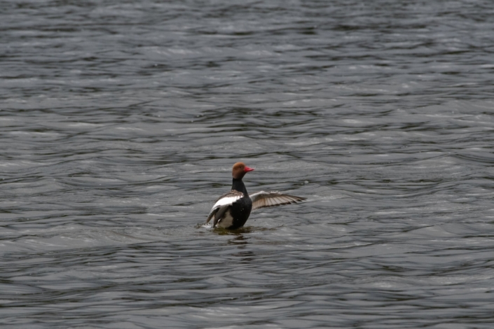 Nette rousse, F. Bouriez