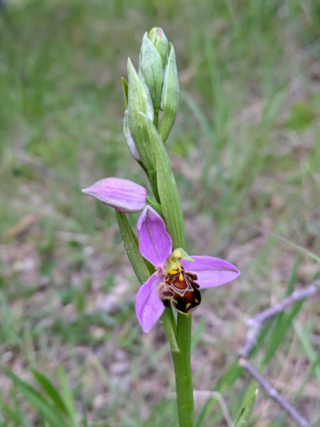 Ophrys abeille, C. Carbonnier
