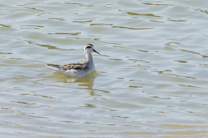 Phalarope à bec étroit, A. Hennion