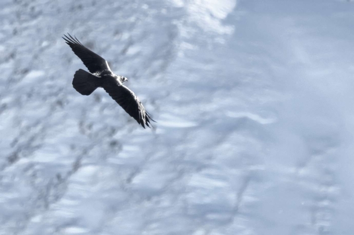 Grand Corbeau en vol, F. Many